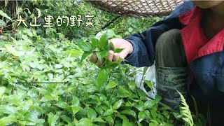 今天来到山边采摘一种野菜，这里一大片！食用营养又美味