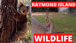 Koala Spotting Adventure on Raymond Island: Gippsland Lakes