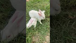 Hopping into your feed like... 🐰 Just another day of chasing carrots and looking adorable. #bunny