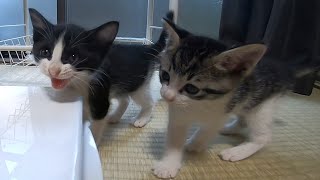 こんなに元気な子猫が2分後にはぐっすりおやすみ。突然の電池切れ。【赤ちゃん猫】【保護猫】