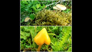 Cute mushrooms hiding in the grass