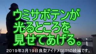 ウミサボテンが光るところを見せてあげる。