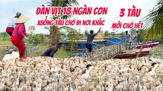 Đông khủng khiếp một đàn vịt - 18 ngàn con - duy chuyển xuống tàu chở đi nơi khác