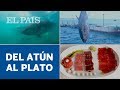 Recorrido del atún en 6 minutos: del mar al plato