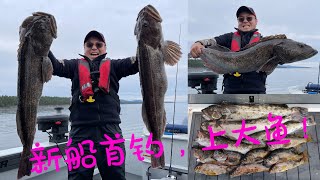 新船首钓，上了个人年底最大Lingcod First fishing trip in the New Kingfisher 3025, Lingcod PB for the season so far