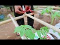 Grow tomatoes for your family with this method, you won't have to buy tomatoes anymore