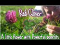 Red Clover - A Little Flower With POWERFUL benefits 🌸