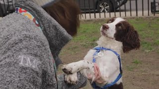 How Louisville celebrates National Dog Day