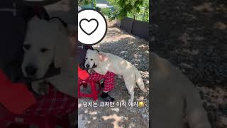 누나 품이 너무 좋은 래브라도 리트리버 #Shorts Labrador retriever loves his sister's arms