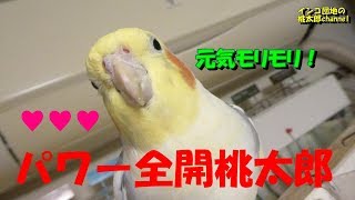 梅雨時にハイテンションになるオカメ君が激し過ぎてカワイイ♥件　オカメインコ桃太郎