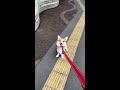 笑顔で帰宅を拒否する犬畜生