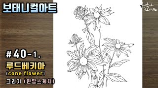 Flower Drawing Cone flower (Rudbeckia) | 루드베키아 꽃그림 스케치