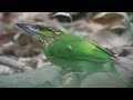 semi evergreen birds in cambodia birds nature wildlife cambodia