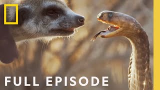 In the Womb: Animal Babies ( Episode)