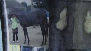 NYRA Spotlight - Horse I.D.