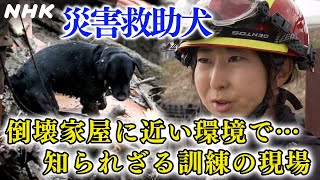 能登半島地震の被災地にも駆けつけた災害救助犬 きっかけは阪神淡路大震災 【ウイークエンド関西】| NHK