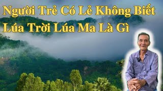 Người Trẻ Có Lẽ Không Biết Lúa Trời Lúa Ma Là Gì | Ông Út An Giang