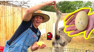 KAREN LAID HER FIRST EGG! (Is She Cheating on Me??) **not clickbait**