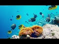 dive into the mesmerizing underwater realm marvel at sea animal in the best 4k ultra hd aquarium 9