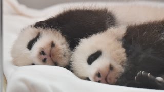 もふもふ♪パンダの赤ちゃん☆桜浜と桃浜♪生後76日目　Giant Panda Baby ☆Ouhin\u0026Touhin