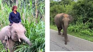 Funny Elephants moments: A Majestic Tale of Giants 🐘👑\