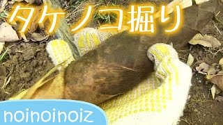 筍掘り　たけのこクエスト　 掘り方攻略　bamboo shoot picking in japan