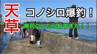 天草「阿村港」コノシロ爆釣！寿司で食べたら激ウマ！fishing sushi