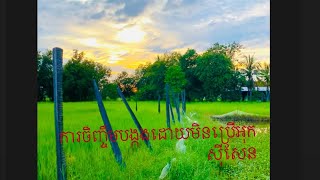 ការចិញ្ចឹមបង្កងដោយមិនប្រើអុកសុីសែន 3 May 2023