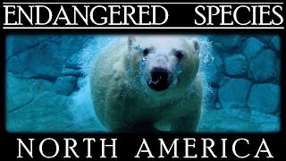 Endangered Species in North America