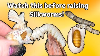 Ups \u0026 Downs of Raising Silkworm Moths (Full Lifecycle Bombyx Mori)