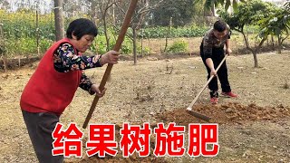 全家一起下地干活，给果树施肥，希望今年的果子长得又大又【乡野勇哥】