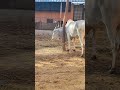 goshala at tirukoilur uttaradhi mutt tamil nadu . cow village country life nature