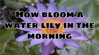 how to bloom a water lily in the morning | LS Brothers