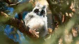 The long-eared owl (Asio otus) - nesting