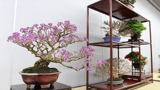 Shuga-ten Shohin Bonsai show