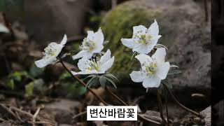 변산바람꽃