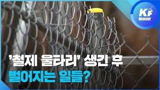 멸종위기동물 산양 “철제울타리에 막혀 못 돌아가요” / KBS