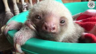 Baby sloths learn to climb!