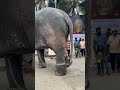 തൃപ്പൂണിത്തുറ വൃശ്ചികോത്സവം 2024 shortvideo elephant