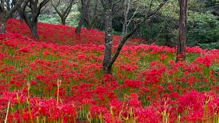 2023/09/20　超絶景です！　窪野の彼岸花群生地　その８　〜愛媛県松山市〜