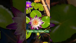 Wait for the Last One Till END👌🌟✨💫🔥 #shorts #waterlily #aesthetic #beautiful