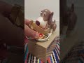 SATISFYING ASMR DOGGY WANT TOBLERONE #maddog #asmr #satisfying #trend #viralvideos