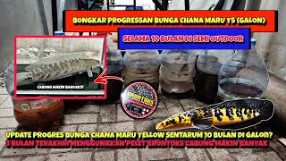 BONGKAR PROGRESSAN BUNGA CHANA MARU YS (GALON)‼️SELAMA 10 BULAN DI GALON CABUNG MAKIN BANYAK😱‼️