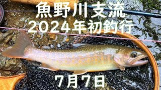 新潟県渓流フライフィッシング 2024年7月