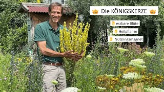 Heilpflanzen für den eigenen Garten - die KÖNIGSKERZE 👑