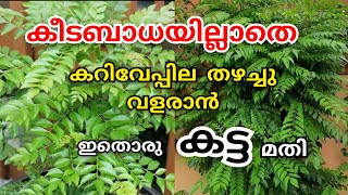 കുറിവേപ്പില രോഗങ്ങൾ അകറ്റാൻ കടുത്ത  പ്രേയോഗം 🐜🕷️🦗🐞🐝🦟🦠