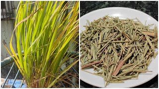 How to dried and store lemongrass // lemongrass tea for weight loss // lemongrass for soups