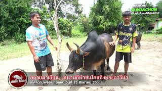 เยี่ยมคอก สนามชนโคสทิงพระ คู่ที่1 โหนดงามวีไอพี (ท่านจิ๋ว)