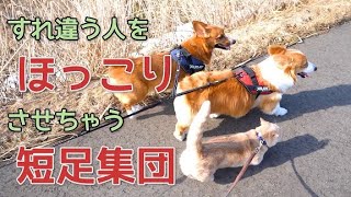 すれ違う人々を、ホッコリさせる短足集団あらわる【コーギー】【マンチカン】