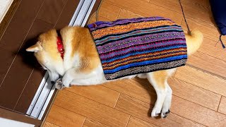 Shibe is dressed in a towel that fits perfectly and starts stamping his feet while sleeping